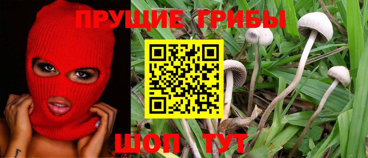 Псилоцибиновые грибы Psilocybine cubensis  Вход с VPN  Псилоцибиновые грибы Psilocybe  Светлоград 